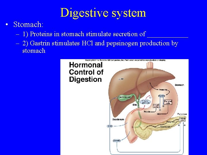 Digestive system • Stomach: – 1) Proteins in stomach stimulate secretion of ______ –