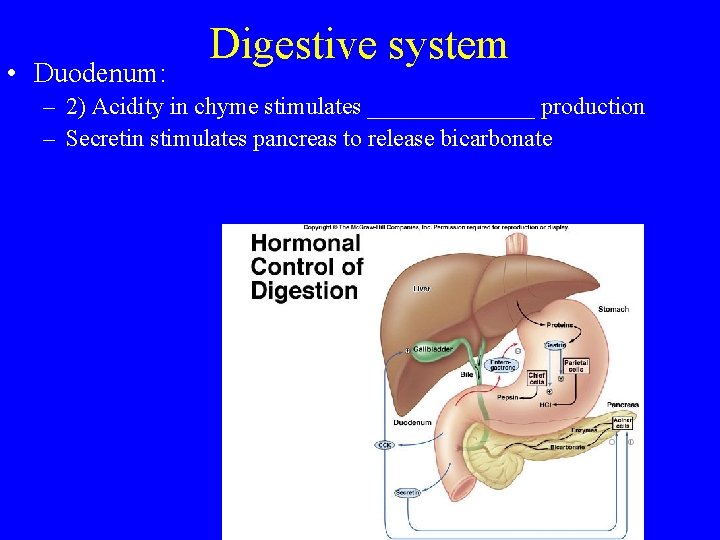  • Duodenum: Digestive system – 2) Acidity in chyme stimulates _______ production –