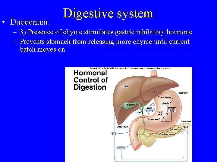  • Duodenum: Digestive system – 3) Presence of chyme stimulates gastric inhibitory hormone