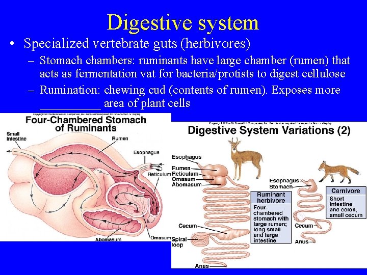 Digestive system • Specialized vertebrate guts (herbivores) – Stomach chambers: ruminants have large chamber