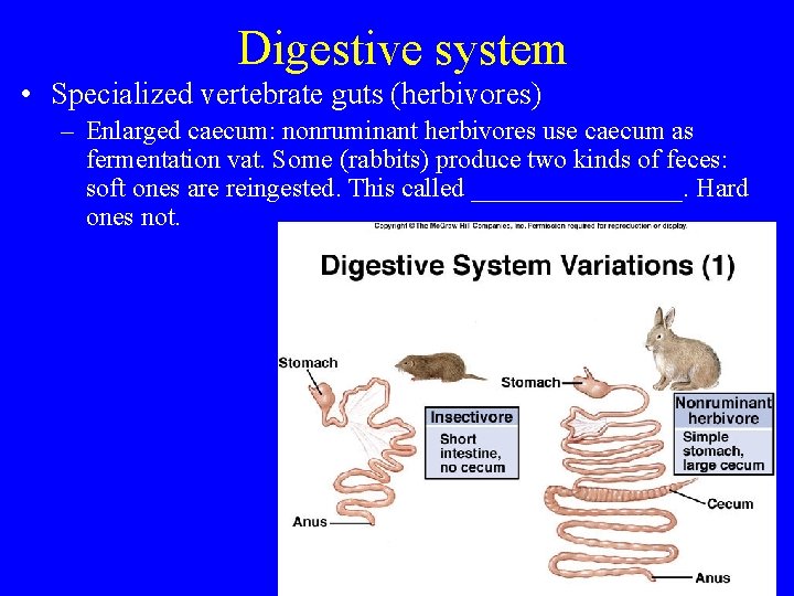 Digestive system • Specialized vertebrate guts (herbivores) – Enlarged caecum: nonruminant herbivores use caecum