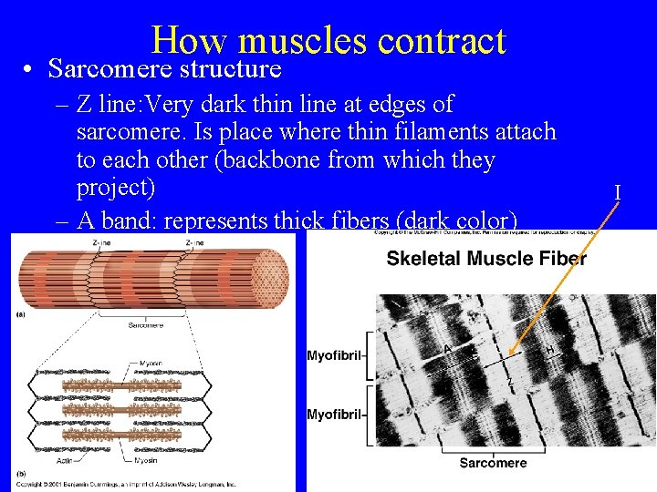 How muscles contract • Sarcomere structure – Z line: Very dark thin line at