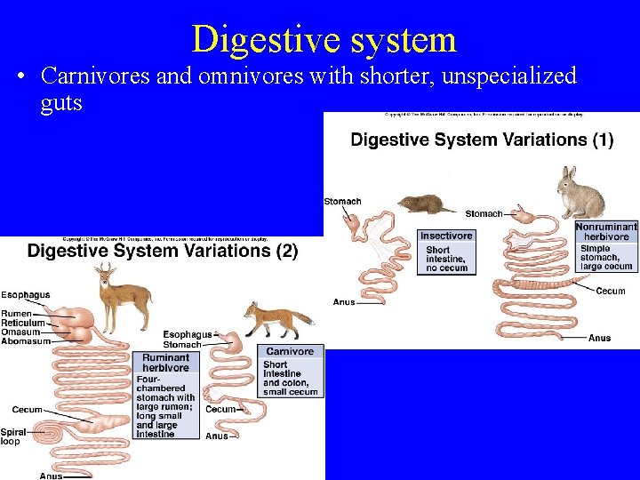 Digestive system • Carnivores and omnivores with shorter, unspecialized guts 