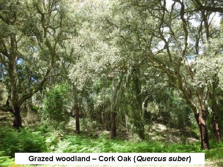 Grazed woodland – Cork Oak (Quercus suber) 