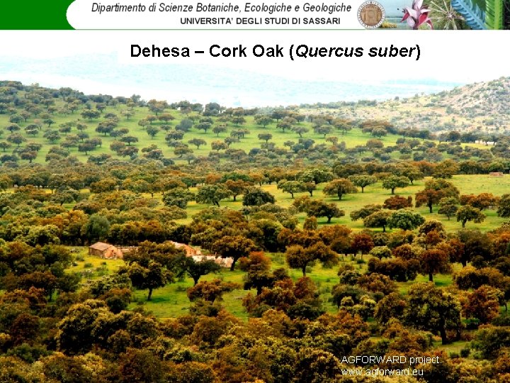 Dehesa – Cork Oak (Quercus suber) AGFORWARD project. www. agforward. eu 