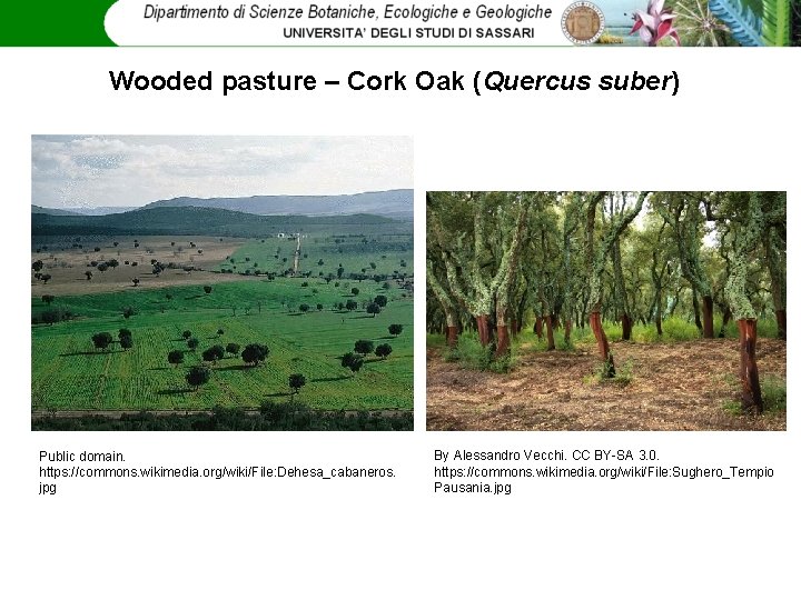 Wooded pasture – Cork Oak (Quercus suber) Public domain. https: //commons. wikimedia. org/wiki/File: Dehesa_cabaneros.