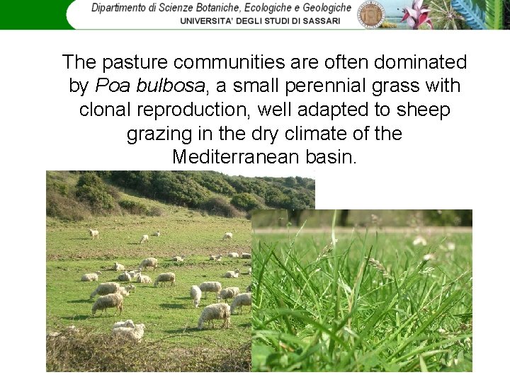 The pasture communities are often dominated by Poa bulbosa, a small perennial grass with