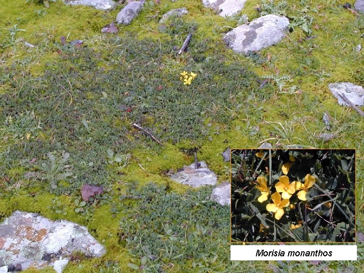 Morisia monanthos 