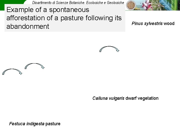 Example of a spontaneous afforestation of a pasture following its abandonment Pinus sylvestris wood