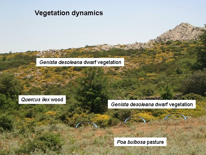 Vegetation dynamics Genista desoleana dwarf vegetation Quercus ilex wood Genista desoleana dwarf vegetation Poa