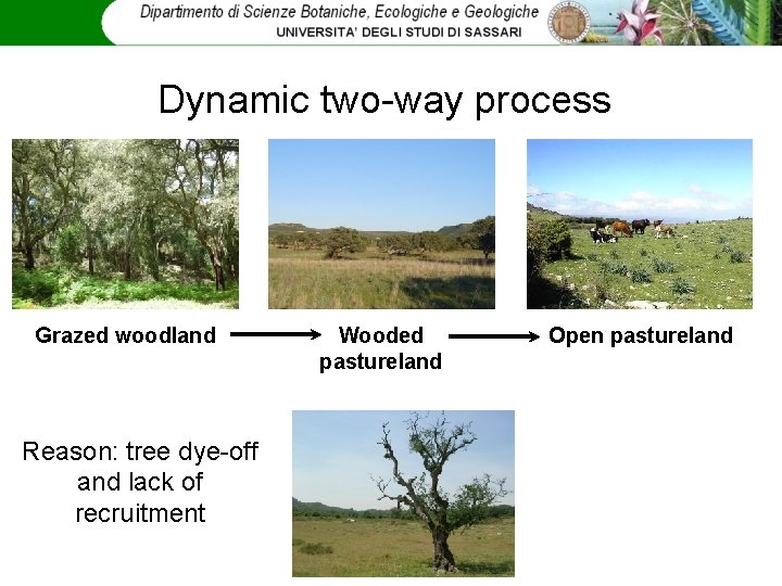 Dynamic two-way process Grazed woodland Reason: tree dye-off and lack of recruitment Wooded pastureland