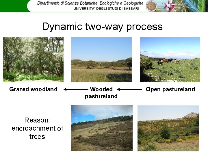 Dynamic two-way process Grazed woodland Reason: encroachment of trees Wooded pastureland Open pastureland 