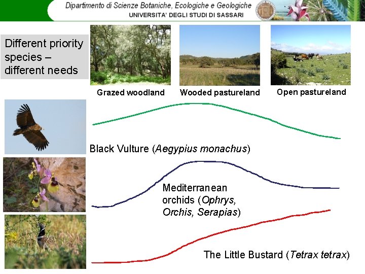 Different priority species – different needs Grazed woodland Wooded pastureland Open pastureland Black Vulture
