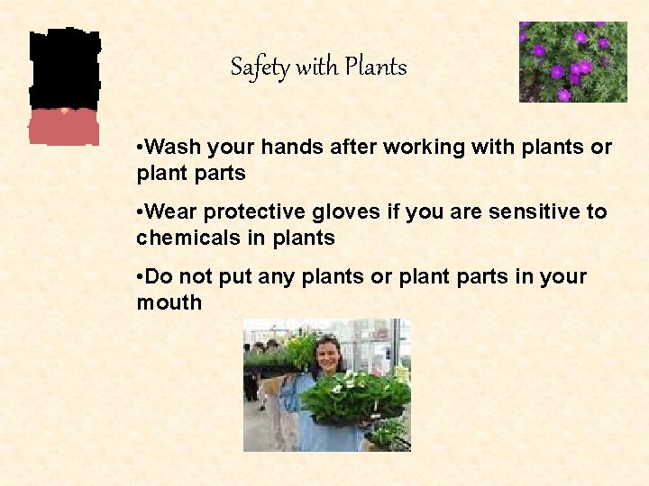 Safety with Plants • Wash your hands after working with plants or plant parts