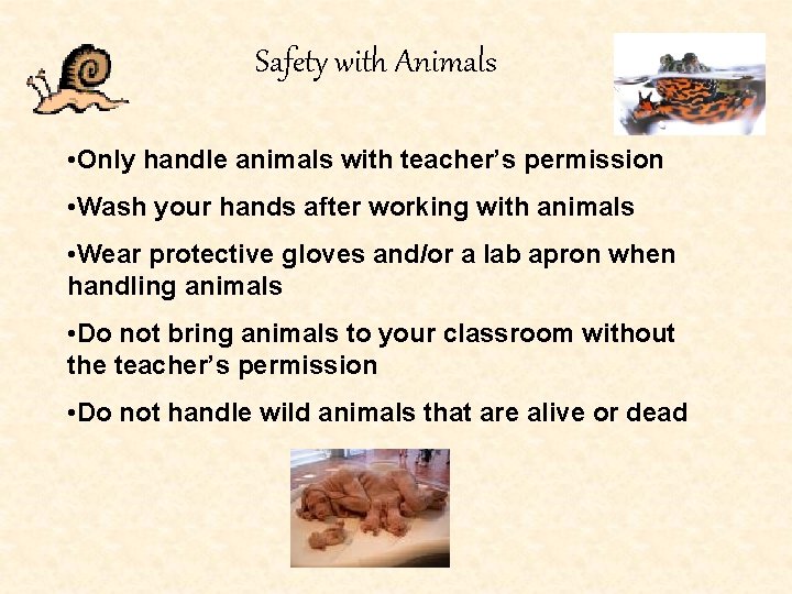 Safety with Animals • Only handle animals with teacher’s permission • Wash your hands
