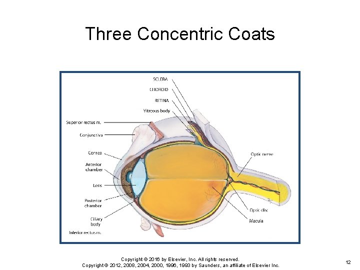 Three Concentric Coats Copyright © 2016 by Elsevier, Inc. All rights reserved. Copyright ©