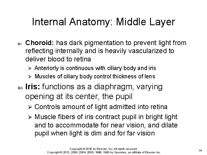 Internal Anatomy: Middle Layer Choroid: has dark pigmentation to prevent light from reflecting internally