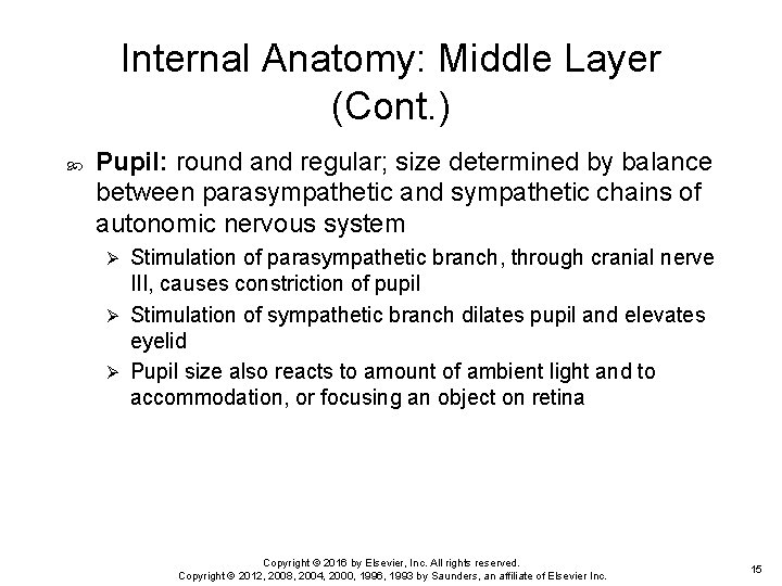 Internal Anatomy: Middle Layer (Cont. ) Pupil: round and regular; size determined by balance