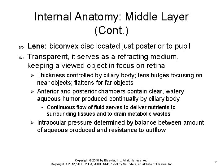 Internal Anatomy: Middle Layer (Cont. ) Lens: biconvex disc located just posterior to pupil