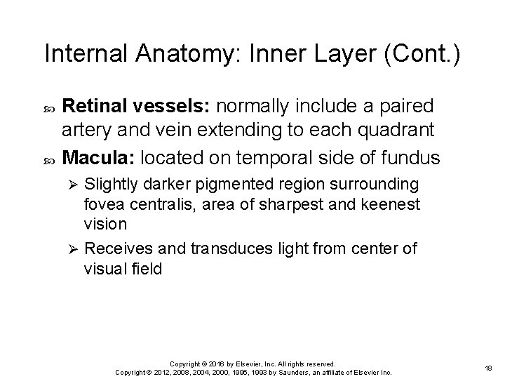 Internal Anatomy: Inner Layer (Cont. ) Retinal vessels: normally include a paired artery and