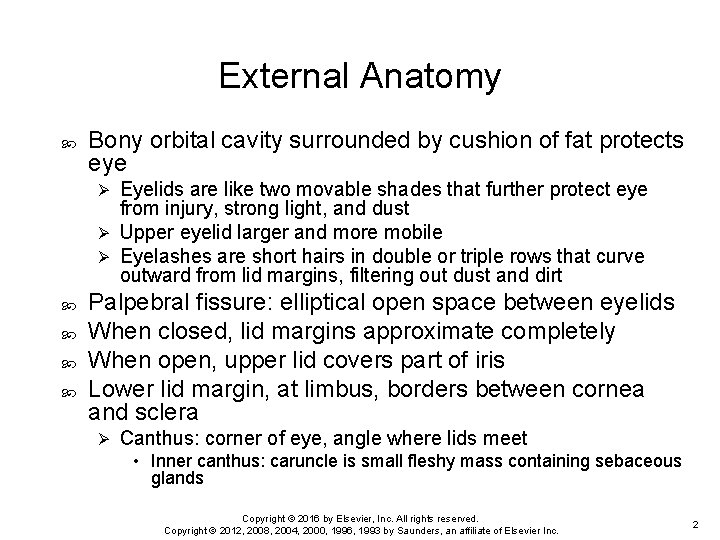 External Anatomy Bony orbital cavity surrounded by cushion of fat protects eye Eyelids are