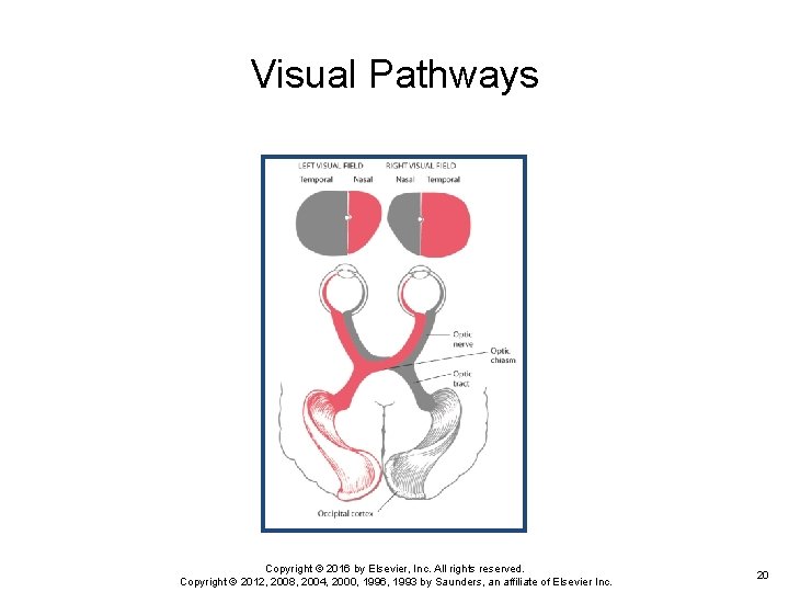 Visual Pathways Copyright © 2016 by Elsevier, Inc. All rights reserved. Copyright © 2012,