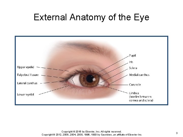 External Anatomy of the Eye Copyright © 2016 by Elsevier, Inc. All rights reserved.