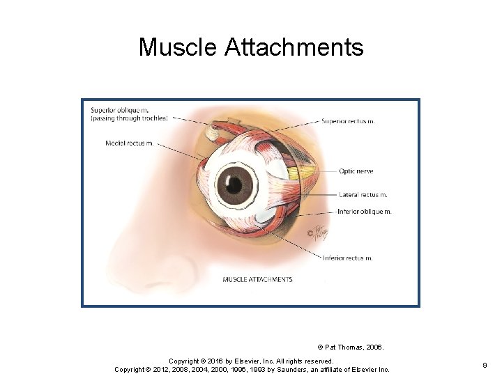 Muscle Attachments © Pat Thomas, 2006. Copyright © 2016 by Elsevier, Inc. All rights