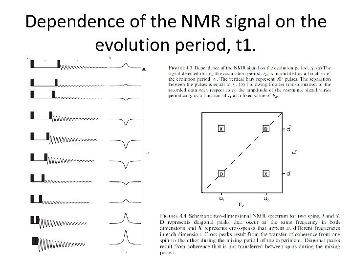 Dependence of the NMR signal on the evolution period, t 1. 