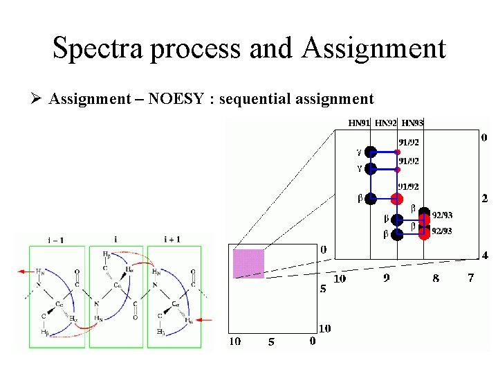 Spectra process and Assignment Ø Assignment – NOESY : sequential assignment 