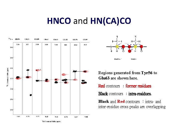 HNCO and HN(CA)CO Regions generated from Tyr 56 to Glu 63 are shown here.