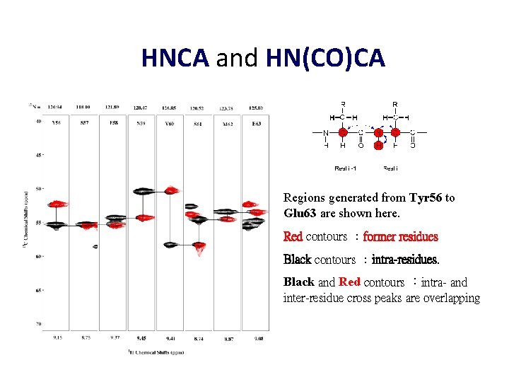 HNCA and HN(CO)CA Regions generated from Tyr 56 to Glu 63 are shown here.