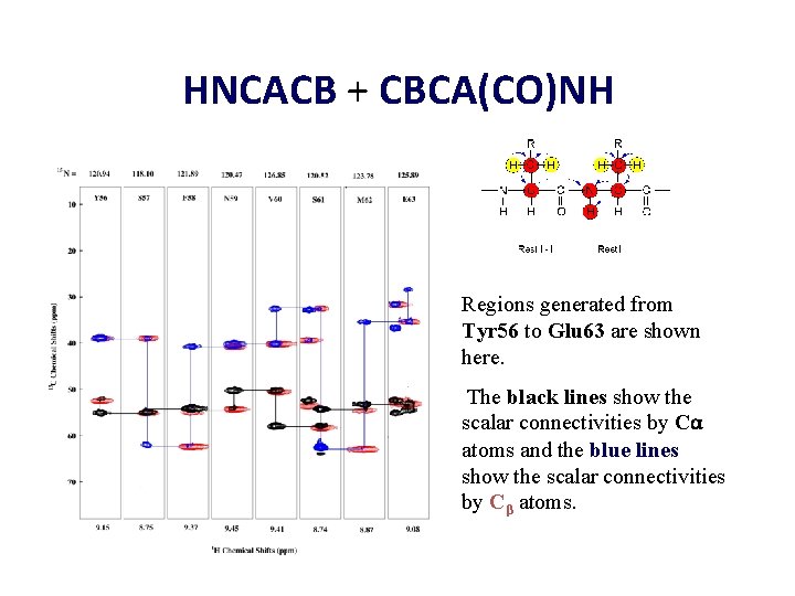 HNCACB + CBCA(CO)NH Regions generated from Tyr 56 to Glu 63 are shown here.