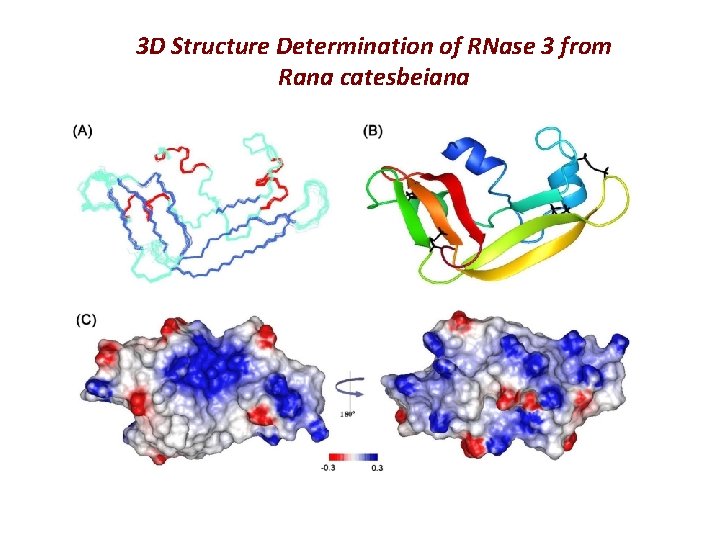 3 D Structure Determination of RNase 3 from Rana catesbeiana 