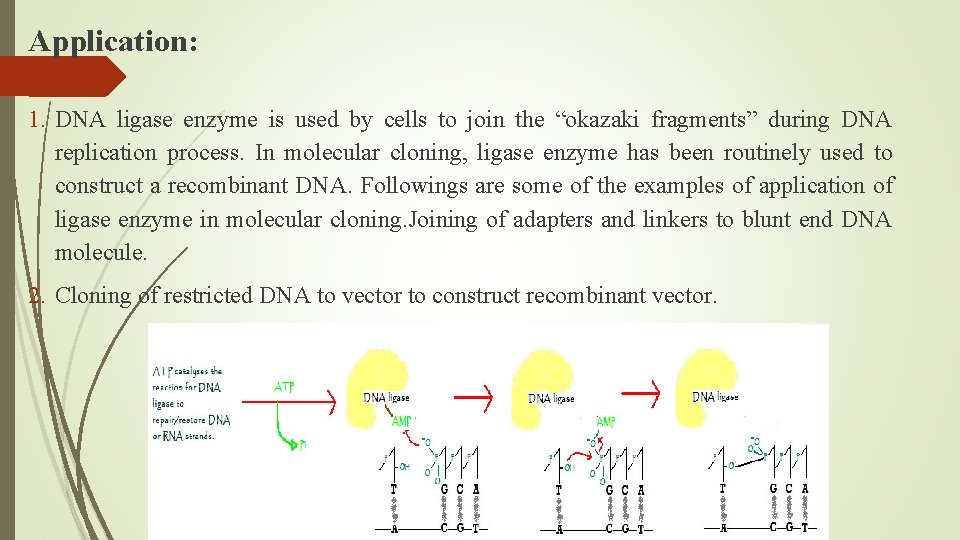 Application: 1. DNA ligase enzyme is used by cells to join the “okazaki fragments”