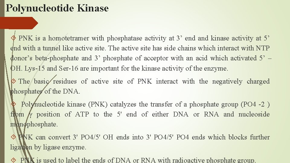 Polynucleotide Kinase PNK is a homotetramer with phosphatase activity at 3’ end and kinase