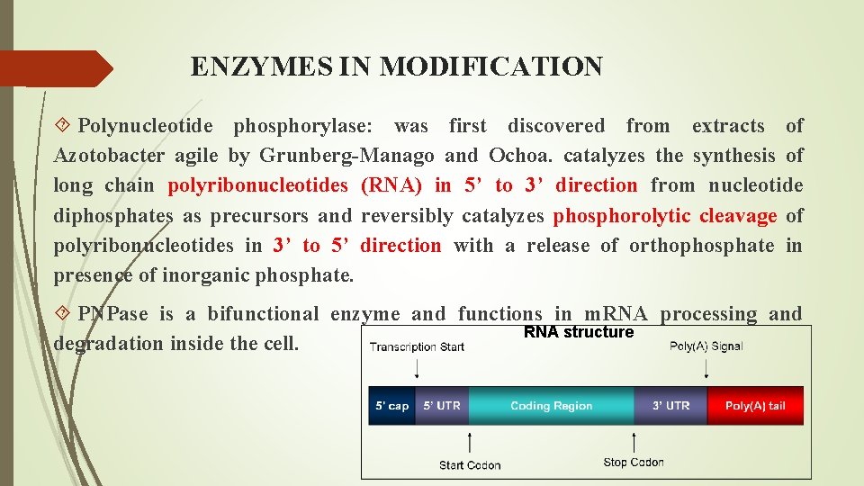 ENZYMES IN MODIFICATION Polynucleotide phosphorylase: was first discovered from extracts of Azotobacter agile by