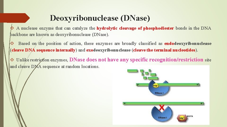 Deoxyribonuclease (DNase) A nuclease enzyme that can catalyze the hydrolytic cleavage of phosphodiester bonds