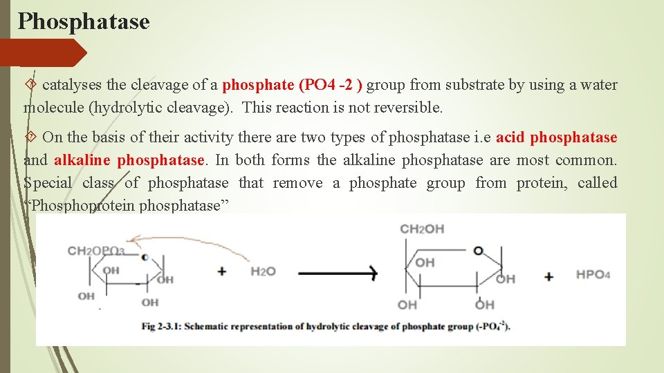 Phosphatase catalyses the cleavage of a phosphate (PO 4 -2 ) group from substrate