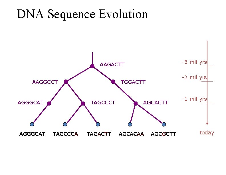 DNA Sequence Evolution -3 mil yrs AAGACTT AAGGCCT AGGGCAT TGGACTT TAGCCCA -2 mil yrs