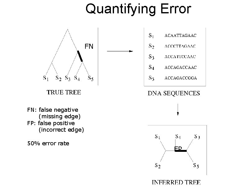 Quantifying Error FN FN: false negative (missing edge) FP: false positive (incorrect edge) 50%