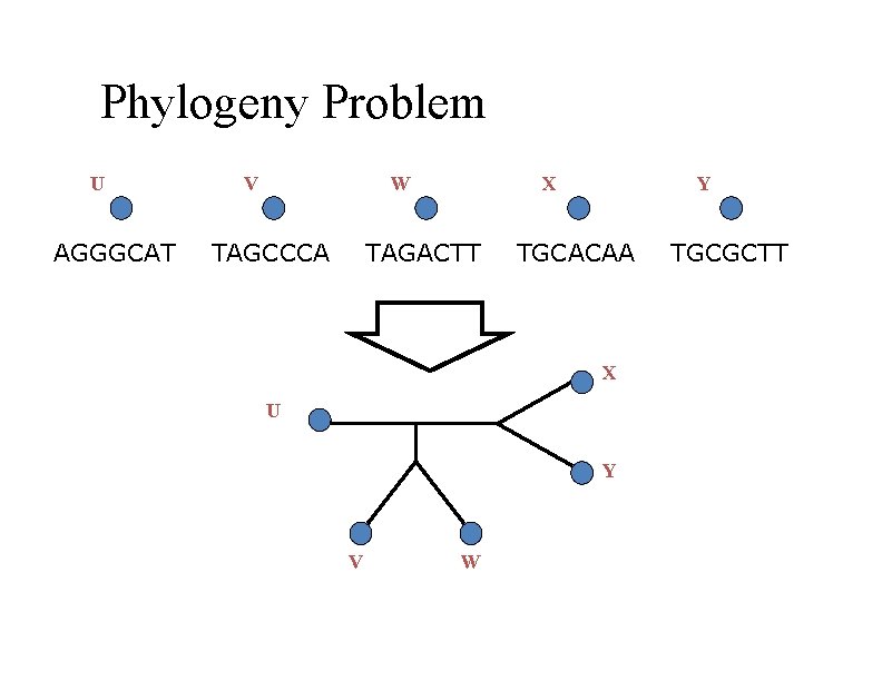 Phylogeny Problem U AGGGCAT V W TAGCCCA X TAGACTT Y TGCACAA X U Y