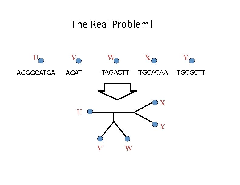 The Real Problem! U V W AGGGCATGA AGAT X TAGACTT Y TGCACAA X U