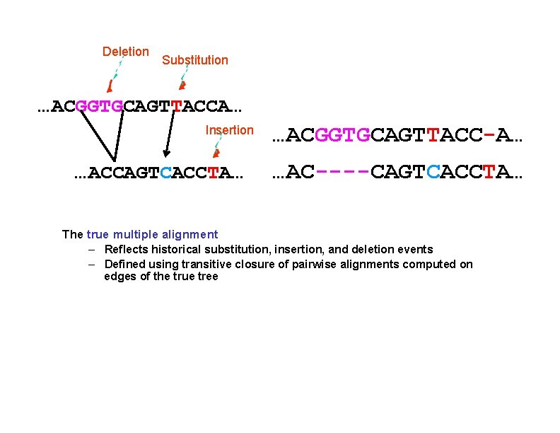 Deletion Substitution …ACGGTGCAGTTACCA… Insertion …ACCAGTCACCTA… …ACGGTGCAGTTACC-A… …AC----CAGTCACCTA… The true multiple alignment – Reflects historical