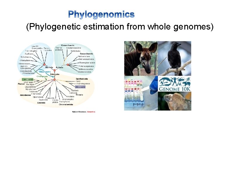 (Phylogenetic estimation from whole genomes) 