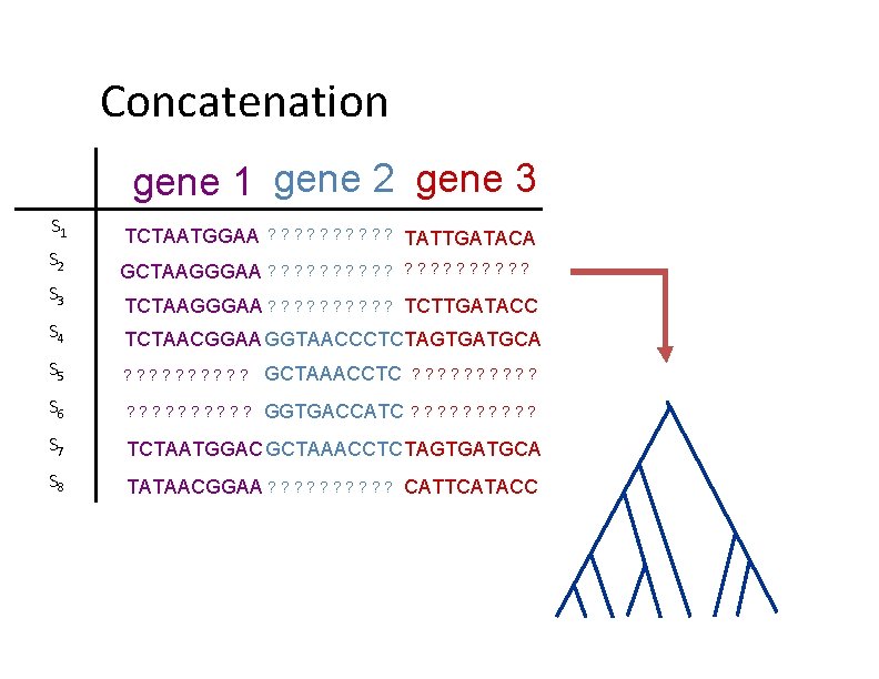 Concatenation gene 1 gene 2 gene 3 S 1 S 2 S 3 TCTAATGGAA