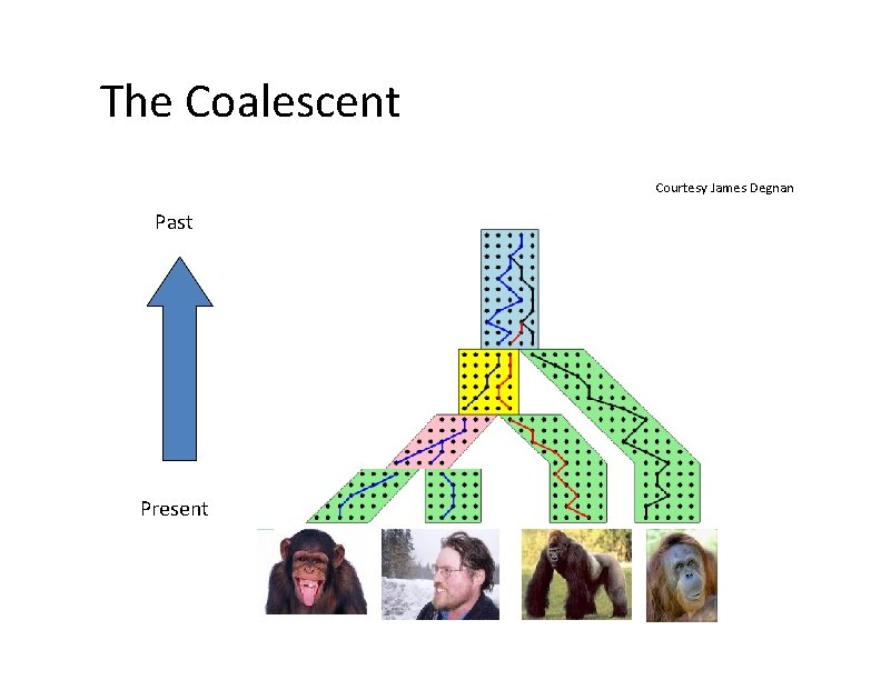 The Coalescent Courtesy James Degnan Past Present 