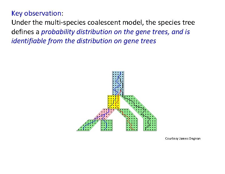 Key observation: Under the multi‐species coalescent model, the species tree defines a probability distribution