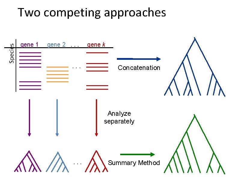 Species Two competing approaches gene 1 gene 2. . . gene k Concatenation Analyze