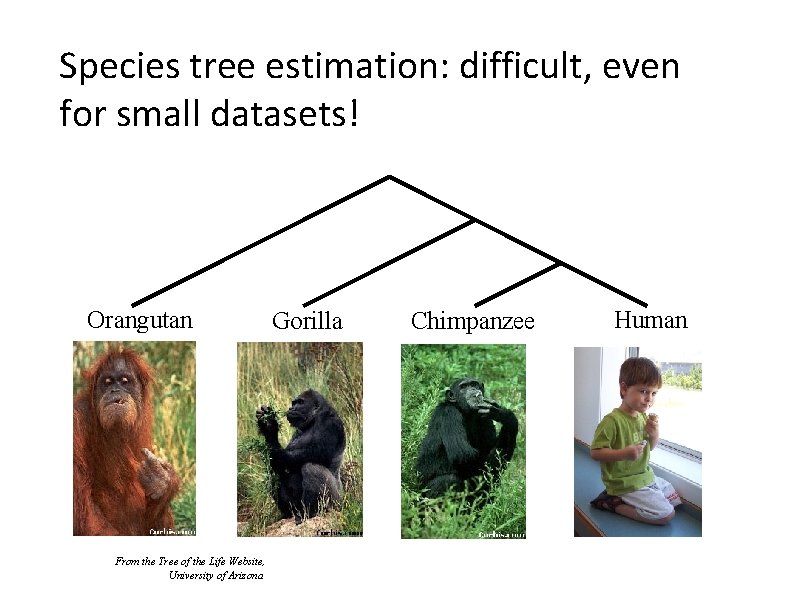 Species tree estimation: difficult, even for small datasets! Orangutan From the Tree of the